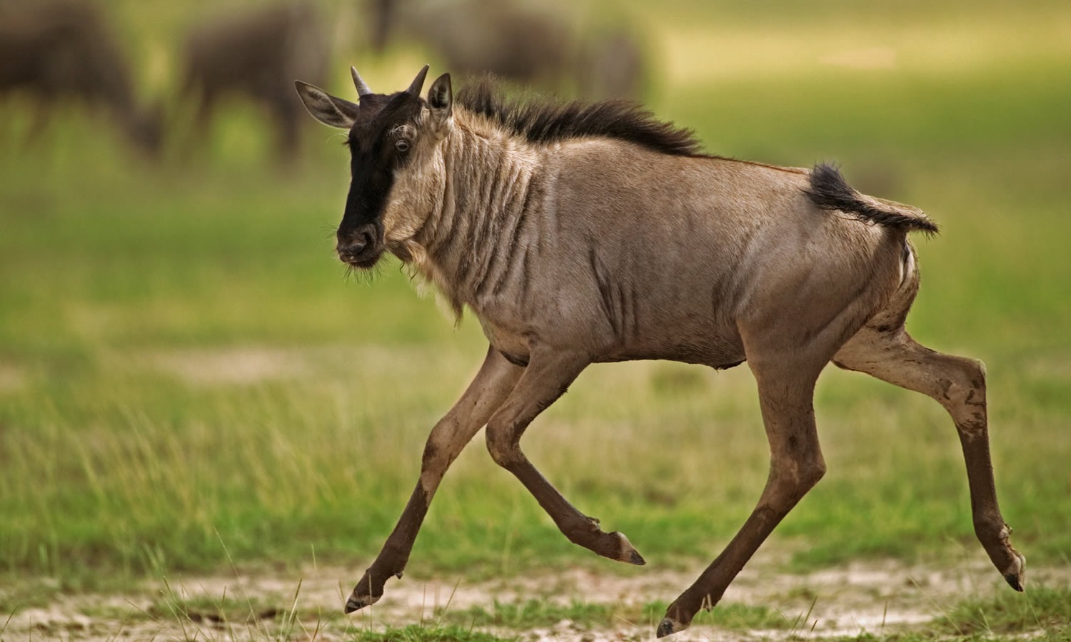 Wildebeest