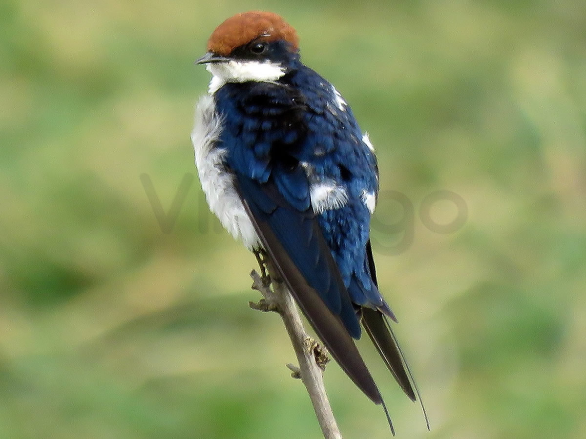 Wire Tailed Swallow