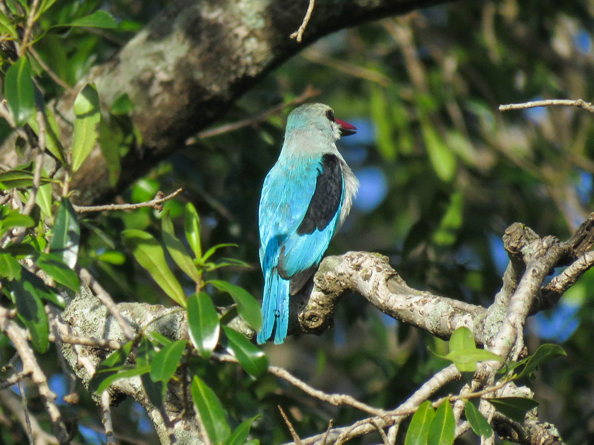 Woodland Kingfisher