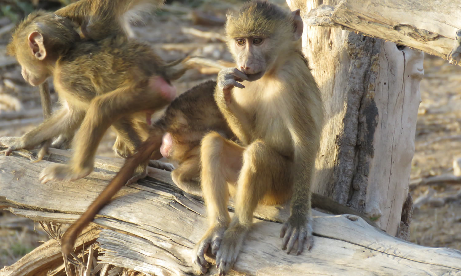 Yellow Baboon