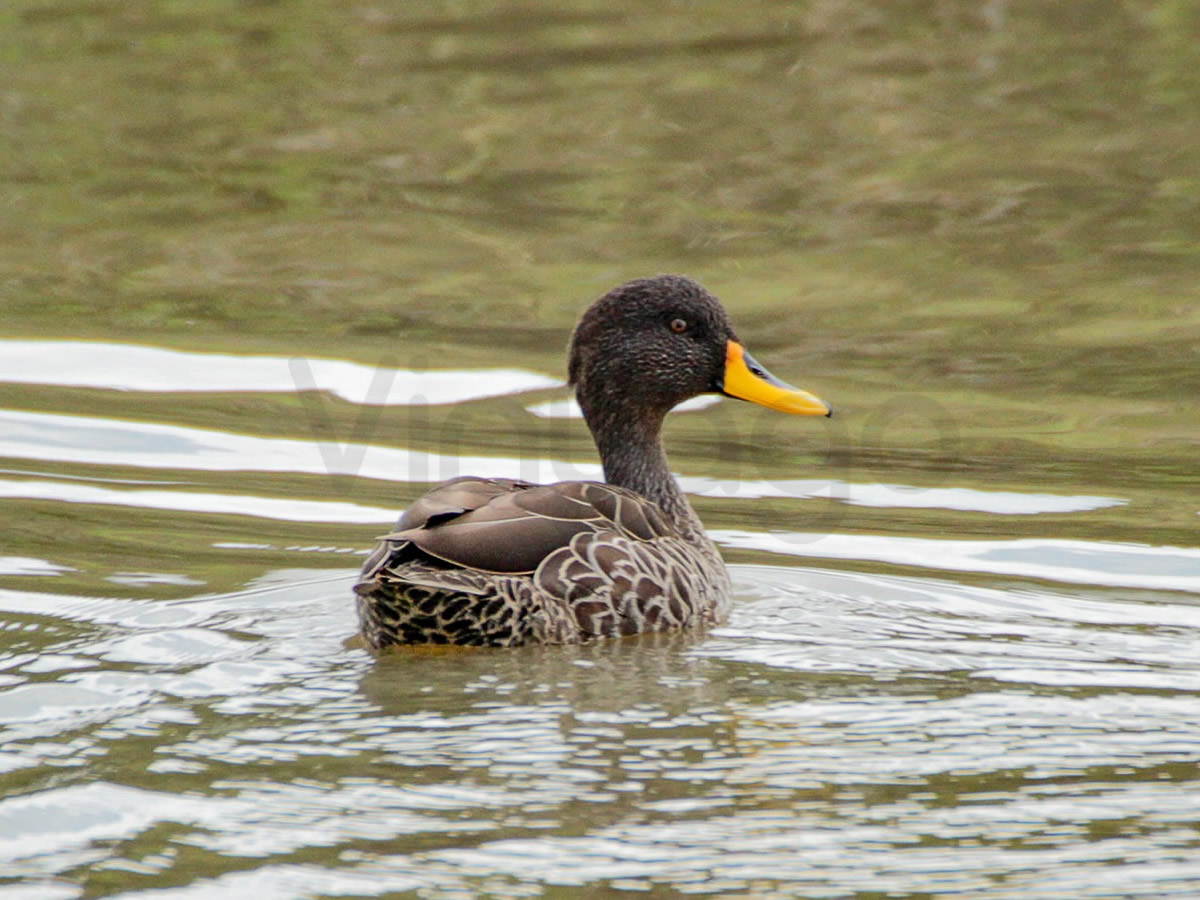 Yellow Billed Duck
