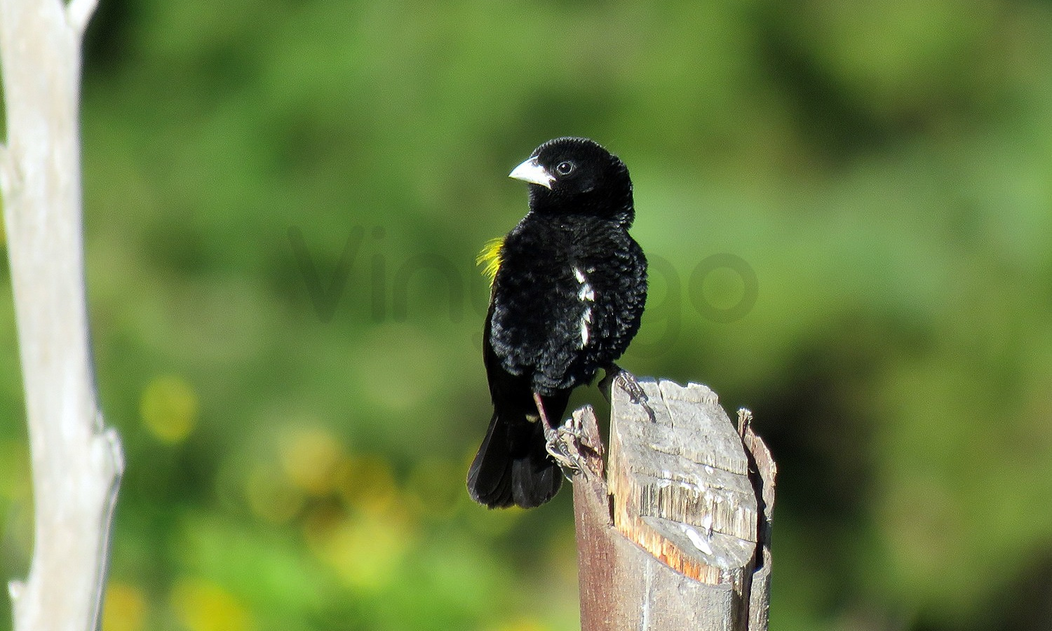 Yellow Bishop