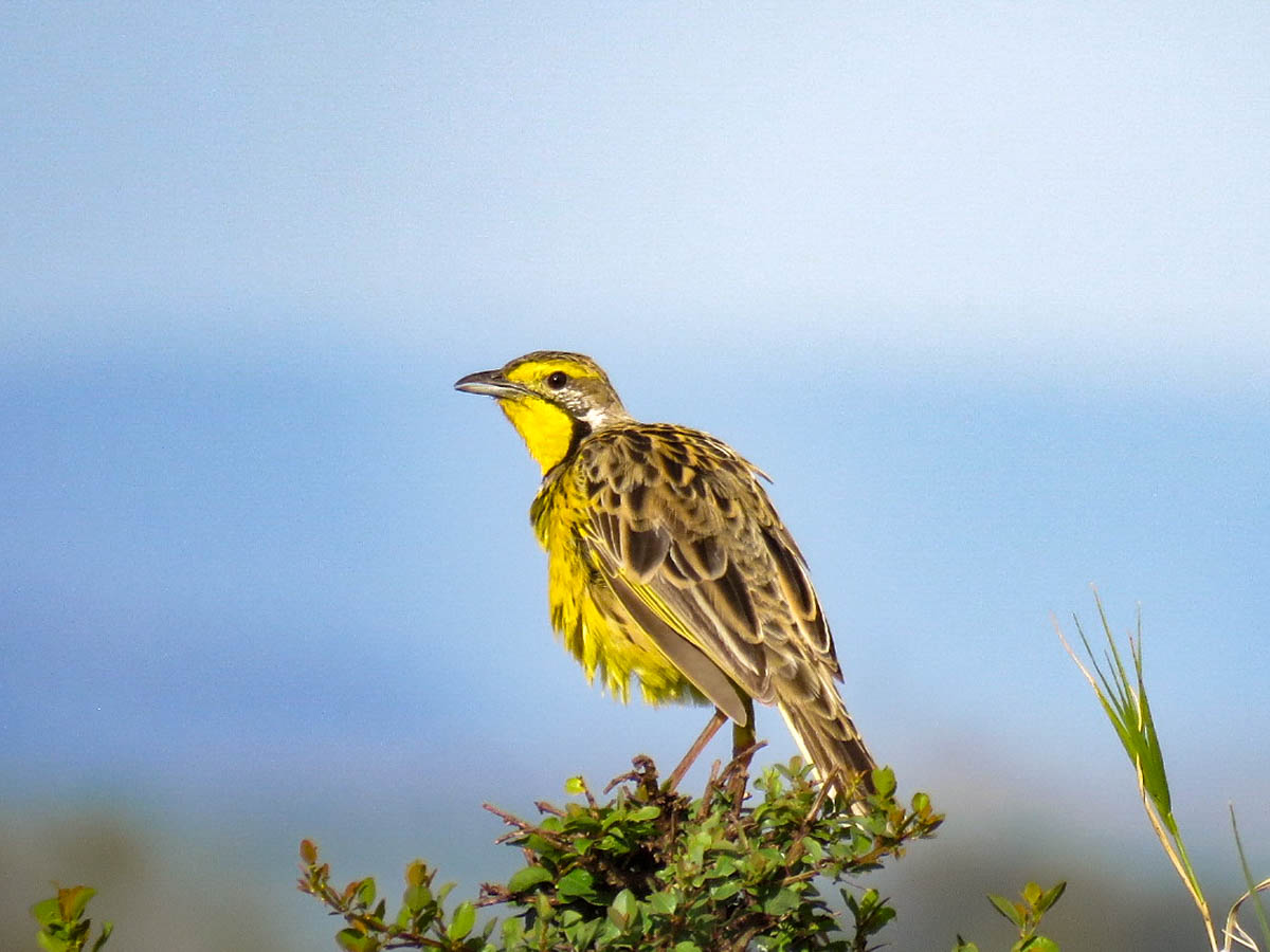 Yellow Throated Longclaw