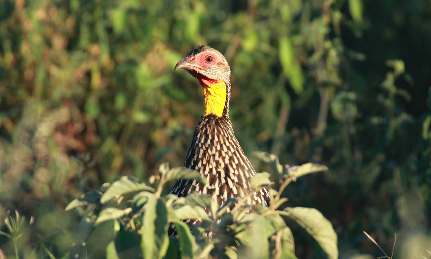 Yellow Throated Spurfowl